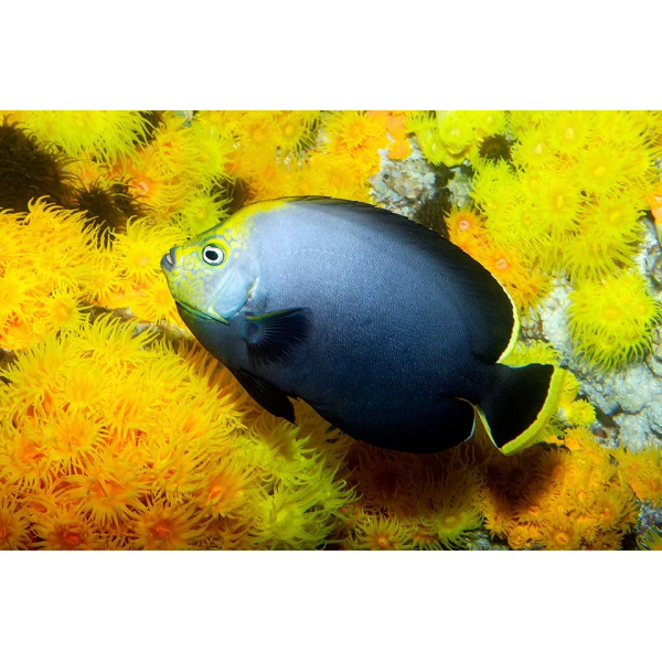 Velvet Angel Chaetodontoplus melanosoma