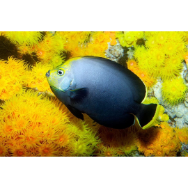 Velvet Angel Chaetodontoplus melanosoma