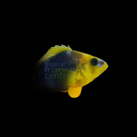 Hypoplectrus guttavarius