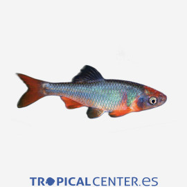 Cyprinella lutrensis salmó nan d'aleta vermella