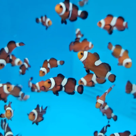 Amphiprion ocellaris misbar