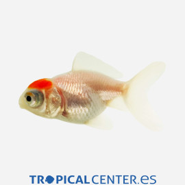 Telescopico Boina roja