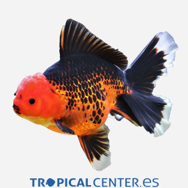 Oranda Rojo y Negro S