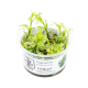 Hygrophila polysperma 'White' 1-2-3 grow in vitro tropica