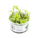 Hygrophila polysperma 'White' 1-2-3 grow in vitro tropica