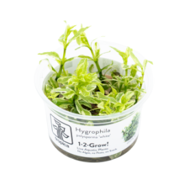 Hygrophila polysperma 'White' 1-2-3 grow in vitro tropica