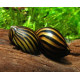 CARACOL ZEBRA NERITINA SP