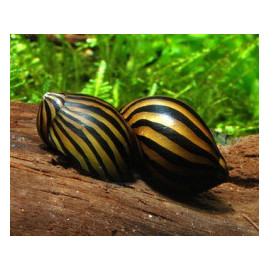 CARACOL ZEBRA NERITINA SP