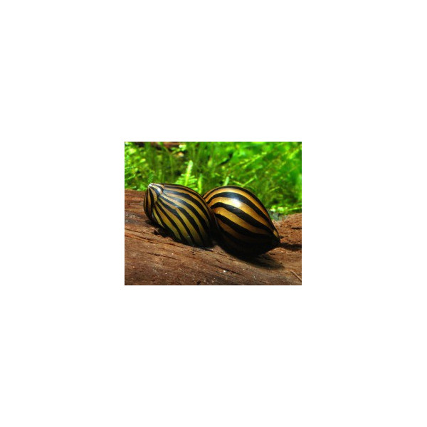 CARACOL ZEBRA NERITINA SP