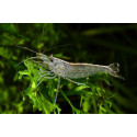 GAMBA VEGETARIANA JAPONICA 2.5-3 CM CARIDINA MULTIDENTATA