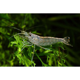 GAMBA VEGETARIANA JAPONICA 2.5-3 CM CARIDINA MULTIDENTATA