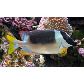 SIGANUS MAGNIFICUS L