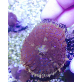 RHODACTIS SP MORADO PREMIUM