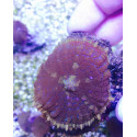 RHODACTIS SP MORADO PREMIUM