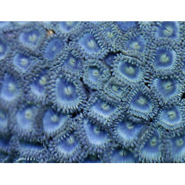 ZOANTHUS SP. (BLUE) CARIBEAN