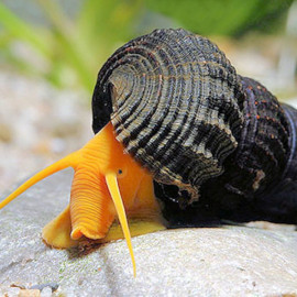 CARACOL SULAWESI NARANJA TYLOMENIA SP