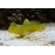 SULPHUR GOBY