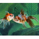 ORANDA ROJO BLANCO 5-6CM CARASSIUS AURATUS