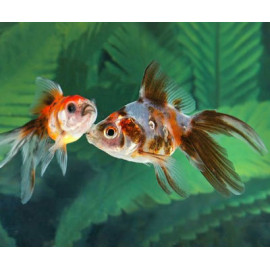 ORANDA CALICO 5-6 CM CARASSIUS AURATUS