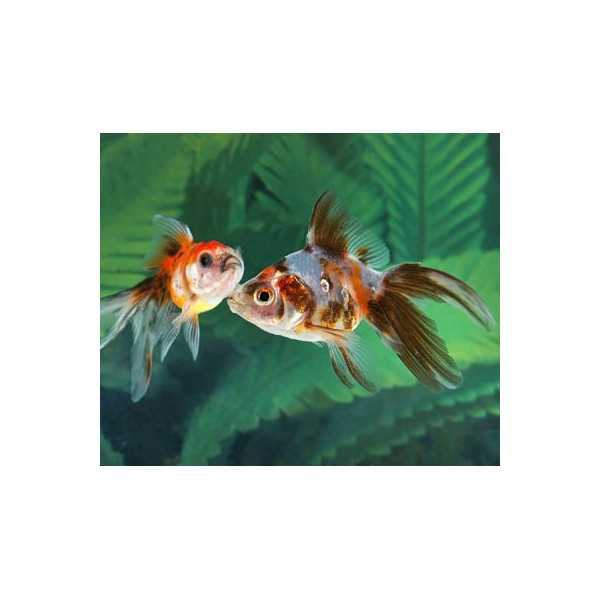 ORANDA ROJO BLANCO 5-6CM CARASSIUS AURATUS