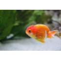 RANCHU SURTIDO S CARASSIUS AURATUS