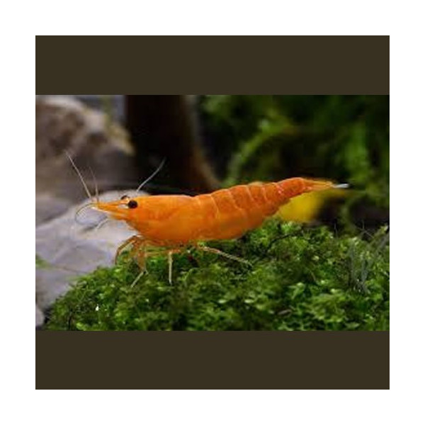 GAMBA VEGETARIANA JAPONICA 2.5-3 CM CARIDINA MULTIDENTATA