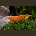 GAMBA VEGETARIANA JAPONICA 2.5-3 CM CARIDINA MULTIDENTATA