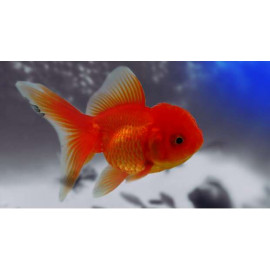 ORANDA ROJO 5-6CM CARASSIUS AURATUS