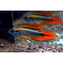 APISTOGRAMMA AGASSIZII ALENQUER RED TAIL PAIRS