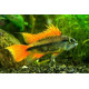 APISTOGRAMMA AGASSIXII ALENUQER RED TAIL PAIRS