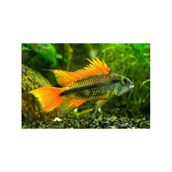 APISTOGRAMMA AGASSIXII ALENUQER RED TAIL PAIRS