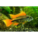 APISTOGRAMMA AGASSIXII ALENUQER RED TAIL PAIRS