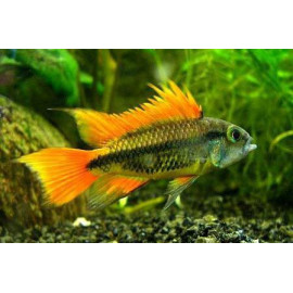 APISTOGRAMMA BORELLII BLUE