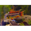 APISTOGRAMMA CACATUOIDES RED S