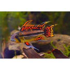 APISTOGRAMMA CACATUOIDES RED