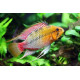 APISTOGRAMMA AGASSIXII ALENUQER RED TAIL PAIRS