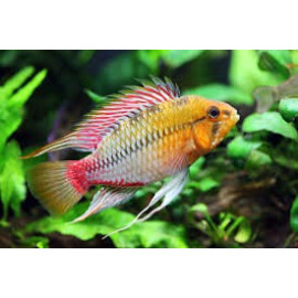 APISTOGRAMMA HONGSLOI SUPER ROTSTRICH