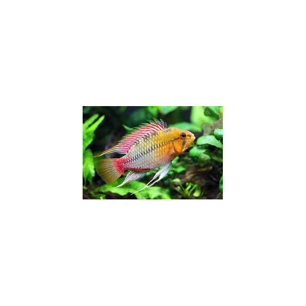 APISTOGRAMMA AGASSIXII ALENUQER RED TAIL PAIRS