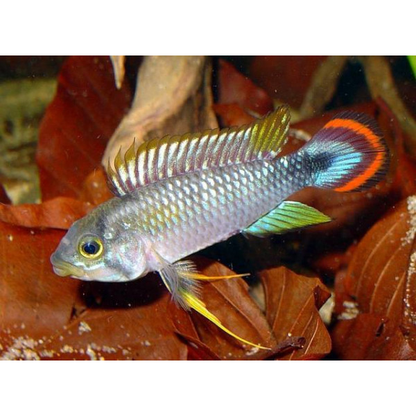 APISTOGRAMMA AGASSIXII ALENUQER RED TAIL PAIRS