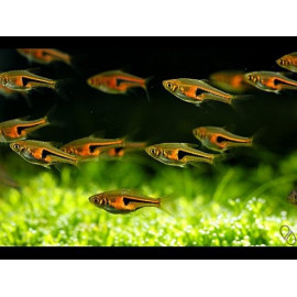 RASBORA HENGELI