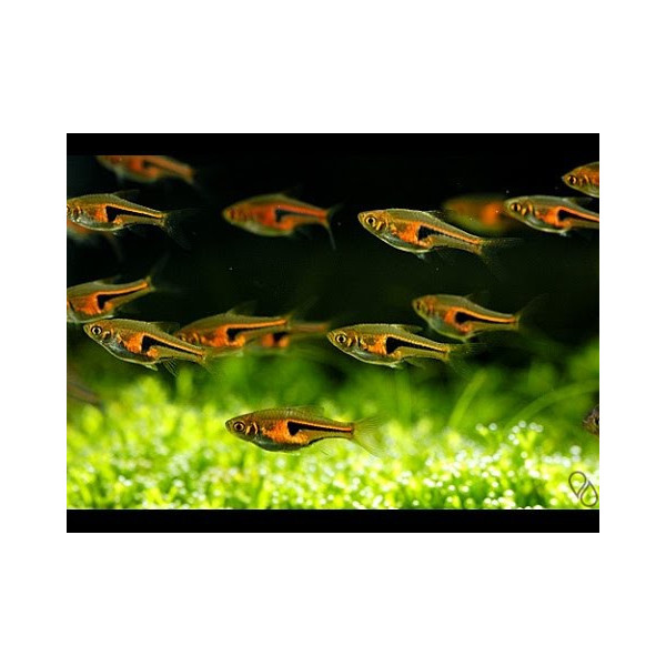 RASBORA HENGELI