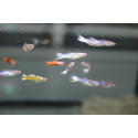 guppy endler macho surtido POECILIA WINGEI