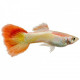 GUPPY MACHO PARROT 3.5-4CM (POECILIA RETICULATUS)