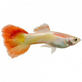 GUPPY MASCLE PARROT 3.5-4CM (POECILIA RETICULATUS)