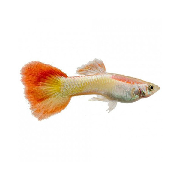 GUPPY MACHO PARROT 3.5-4CM (POECILIA RETICULATUS)