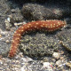 HOLOTHURIA HILLA 6-8CM (HOLOTHURIA HILLA)