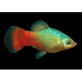 PLATY BLUE CORAL XIPHOPHORUS MACULATUS