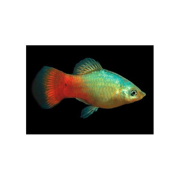 PLATY BLACK XIPHOPHORUS MACULATUS