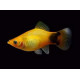 PLATY CORAL DARK RED 2.5-3CM BSF (XIPHOPHORUS MACULATUS)