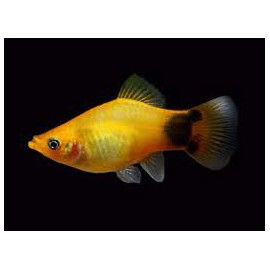 PLATY CORALL DARK RED 2.5-3CM BSF (XIPHOPHORUS MACULATUS)